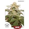 DUTCH PASSION - SUGAR BOMB PUNCH FEMINIZED - 1 SEED