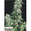 TRIKOMA SEEDS - AMERICAN COOKIES FEM - 5 SEMI