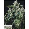 TRIKOMA SEEDS - GELATO FEM - 5 SEMI