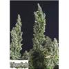 TRIKOMA SEEDS - NICOLE OG KUSH FEM - 5 SEMI