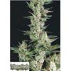 TRIKOMA SEEDS - OG CONFIDENTIAL FEM - 5 SEMI