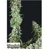 TRIKOMA SEEDS - OG DOUBLE KUSH FEM - 5 SEMI