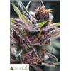 PYRAMID SEEDS - BLACK CHERRY PUNCH -  5+2 FREE