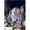 PYRAMID SEEDS - COOKIES USA - 3+1 FREE 