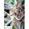 PYRAMID SEEDS -  DO-SI-DOS - 5+2 FREE