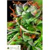 PYRAMID SEEDS - DOUBLE OG HAZE - 5+2 FREE