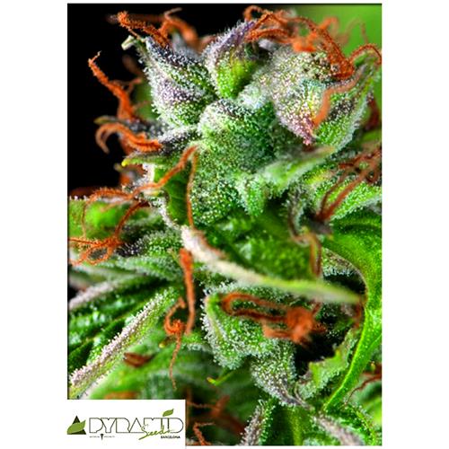 PYRAMID SEEDS -  DOUBLE OG HAZE - 5+2 FREE
