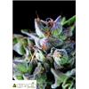 PYRAMID SEEDS - GORILLA - 5+2 FREE 