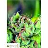PYRAMID SEEDS - TAHOE CURE - 3+1 FREE