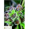 PYRAMID SEEDS - WATERMELON ZKITTLEZ - 5+2 FREE