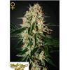 GREEN HOUSE - ARJAN'S HAZE#3 - 10 SEMI
