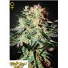 GREEN HOUSE - ARJAN'S STRAWBERRY HAZE - 1 SEME