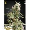 GREEN HOUSE - ARJAN'S ULTRA HAZE #1 - 10 SEMI