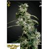 GREEN HOUSE - MANGO HAZE (ARJAN'S ULTRA HAZE #2) FEM - 1 SEED
