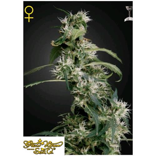 GREEN HOUSE - MANGO HAZE (ARJAN'S ULTRA HAZE #2) FEM - 1 SEED