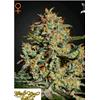 GREEN HOUSE - BIG BANG FEM - 3 SEEDS