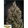 GREEN HOUSE - BIG BANG AUTOFLOWERING - 1 SEME