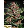 GREEN HOUSE - BUBBA KUSH FEM - 1 SEED