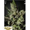 GREEN HOUSE - EXODUS CHEESE FEM - 5 SEEDS