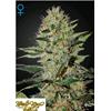 GREEN HOUSE - EXODUS CHEESE AUTOFLOWERING - 1 SEME