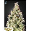 ***FINO AD ESAURIMENTO SCORTE*** GREEN HOUSE - EXODUS CHEESE AUTOFLOWERING CBD - 5 SEMI