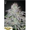 GREEN HOUSE - FRANCO'S LEMON CHEESE FEM - 1 SEED