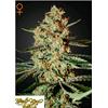 GREEN HOUSE HIMALAYAN GOLD 5 SEEDS