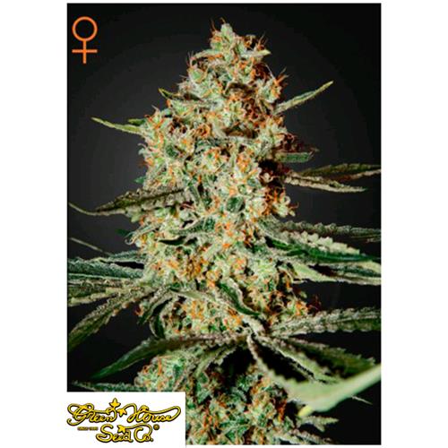 GREEN HOUSE - HIMALAYAN GOLD - 10 SEEDS