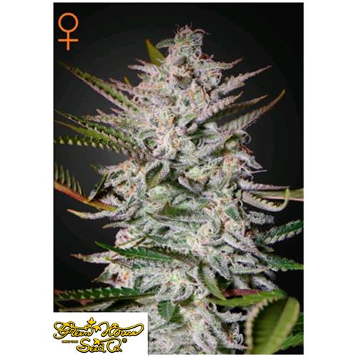 GREEN HOUSE - HOLY PUNCH - 1 SEED
