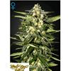 GREEN HOUSE - JACK HERER AUTO - 10 SEMI