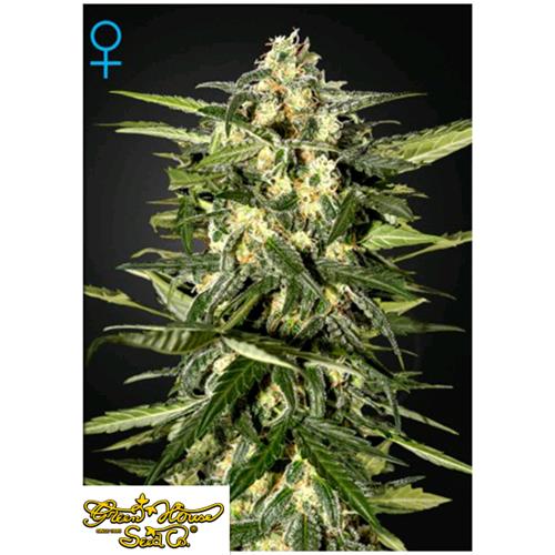 GREEN HOUSE JACK HERER AUTO 10 SEEDS