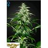 GREEN HOUSE KALASHNIKOVA AUTO  3 SEEDS