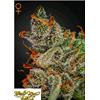 GREEN HOUSE KING'S KUSH   3 SEEDS