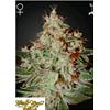 GREEN HOUSE LEMON SKUNK 3 SEEDS