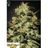 GREEN HOUSE MOBY DICK 3 SEEDS