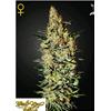 GREEN HOUSE NEVIL HAZE SEEDS