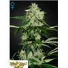 GREEN HOUSE - NORTHERNS LIGHTS AUTO - 10 SEMI