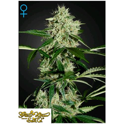 GREEN HOUSE NORTHERNS LIGHTS AUTO 10 SEEDS