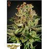GREEN HOUSE - SUPER BUD - 3 SEMI