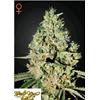 GREEN HOUSE SUPER CRITICAL 3 SEEDS