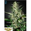 GREEN HOUSE SUPER CRITICAL AUTO 3 SEEDS