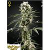 GREEN HOUSE SUPER LEMON HAZE 3 SEEDS