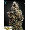 GREEN HOUSE SWEET MANGO AUTO 10 SEEDS