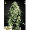 GREEN HOUSE SUPER SILVER HAZE 3 SEEDS