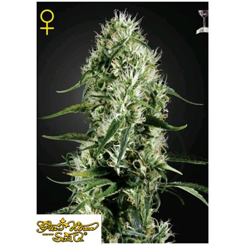GREEN HOUSE SUPER SILVER HAZE 10 SEEDS