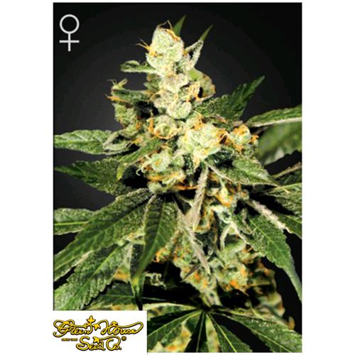 GREEN HOUSE - TRAIN WRECK - 10 SEEDS