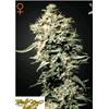 GREEN HOUSE - WHITE RHINO - 3 SEMI