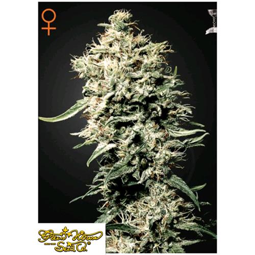 GREEN HOUSE - WHITE RHINO - 1 SEME