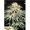 GREEN HOUSE - WHITE WIDOW - 1 SEME
