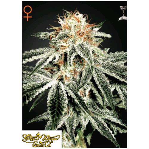 GREEN HOUSE WHITE WIDOW 5 SEEDS